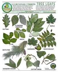 Michigan Tree Identification By Leaf Leavesid Michigan