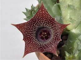 Huernia Piersii X Transmutata Plant Fungus Weird Plants Cacti And Succulents