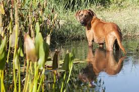 Image result for rhodéský ridgeback