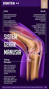 Otot adalah alat gerak aktif karena otot dapat berkontraksi dan berelaksasi. Rangkuman Sistem Gerak Manusia Struktur Fungsi Tulang Otot Sendi