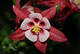 Les plus belle fleurs du monde en photos. 30 Jolies Fleurs D Automne La Liste Des Plus Belles Varietes