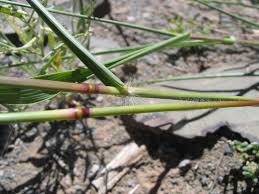 Image result for Eragrostis porosa