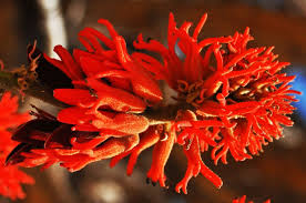 Image result for Erythrina abyssinica