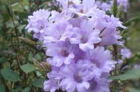 Seven nelu species endemic to sri lanka are blooming these days at horton plains. Rare Blooming Flowers Owlcation