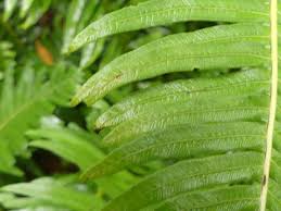 Image result for Christella hispidula