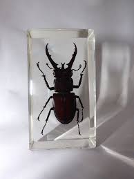 Black Beetles In The City Mountain Stag Beetle In Lucite Stag Beetle Stag Beetle