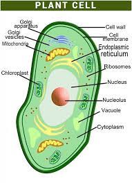 In higher plant cells, that polysaccharide is usually cellulose. Plant Cell Diagram Plant Cell Structure Plant Cell Diagram Plant Cell Project