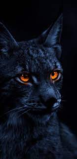 1440x2960 Yellow Eye Cat Lynx Wallpaper Jaguar Animal Lynx Wallpaper Wild Animals Photography