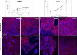 È stato assessore alla cultura al comune di milano dal 2005 al 2006. Frontiers Clarifying The Tooth Derived Stem Cells Behavior In A 3d Biomimetic Scaffold For Bone Tissue Engineering Applications Bioengineering And Biotechnology