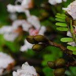 Image result for Tessmannia anomala