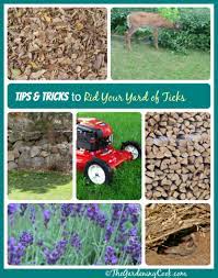 How To Get Rid Of Ticks In The Yard Steps To A Tick Free Garden Get Rid Of Ticks Ticks Plants