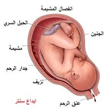 يجب ان تتجنبى الطعام الغنى بالدهون والاقبال علي الطعام الغنى بالبروتين مثل اللحوم واكل الخبز والحبوب والخضراوات. Ù‡Ø°Ø© Ø§Ù„Ù…Ø¹Ù„ÙˆÙ…Ø§Øª Ø¹Ù† Ø§Ù†ÙØµØ§Ù„ Ø§Ù„Ù…Ø´ÙŠÙ…Ø© Ù„Ù† ØªØ¬Ø¯ÙŠÙ‡Ø§ ÙÙŠ Ø§Ù„Ø§Ù†ØªØ±Ù†Øª Ù…Ø·Ù„Ù‚Ø§ Ù‚Ø¨Ù„ Ø§Ù† ØªÙÙ‚Ø¯ÙŠ Ø¬Ù†ÙŠÙ†Ùƒ Ø¹Ø§Ù„Ù… Ø­ÙˆØ§Ø¡