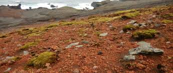 Image result for Selago cecilae