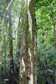 Image result for Allophylus abyssinicus