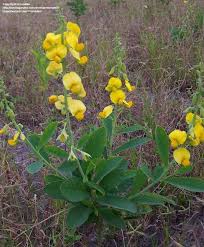 Image result for Crotalaria senegalensis