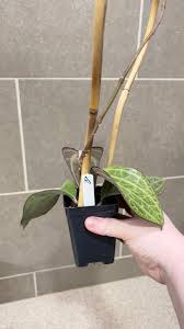 Image result for Polystachya hastata