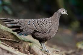 It is the national bird of myanmar. Grey Peacock Pheasant Stockphoto