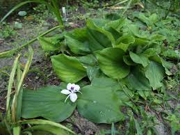 Di antara khasiat cekur yang paling menarik ialah membuang angin dari badan. Ruginya Kalau Kita Tidak Tahu Khasiat Kesihatan Cekur