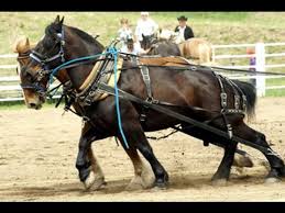 نتیجه جستجوی لغت [workhorses] در گوگل