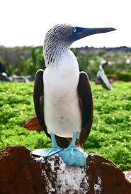 Bird With Blue Feet And Beak Pin On Galapagos Wildlife