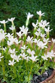 Image result for Gentiana asclepiadea alba
