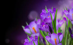 Purple flowers meaning in ukraine. March 8 Women S Day In Ukraine Blog In2english