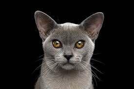 Kidney stones, infection, or other problems. Kidney Disease Elwood Vet