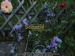 A timeless beauty, 'comtessed de bouchaud' has been a staple of the clematis trade for almost a century! Clematis 2015 Rosen Forum Garten Forum Schmid Gartenforum