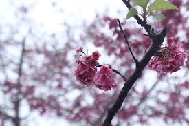 Kết quả hình ảnh cho xem ảnh hoa anh túc
