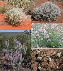 Image result for Aerva leucura