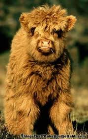 This feature makes the highland cows ideally suited to harsh weather conditions in scottland where heavy rains and strong winds are frequent. Thingsthatmakeyougoaahh Com Fluffy Cows Cow Cute Cows