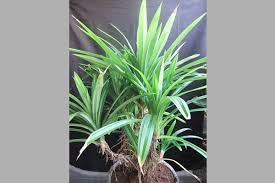 Rebus beberapa helai daun pandan dengan sukatan 2 gelas air. Pandan Wangi Dari Pewarna Alami Hingga Penangkal Diabet Satu Harapan