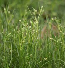 Image result for Spergula