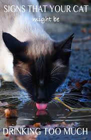 If your cat is weak and wobbly, not eating, losing weight, lethargic, or generally not acting like himself, there's a good chance he feline diabetes. Is Your Cat Drinking A Lot Of Water Find Out Why On The Happy Cat Site