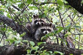 Dogs can get rabies from raccoons even without biting. Rabies And Bite Responses Worms Germs Blog