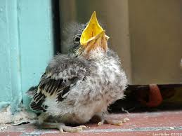 This bird will often fool even a well seasoned birdwatcher. Pin On Mockingbirds And Doves