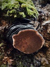 Image result for Phellinus rimosus