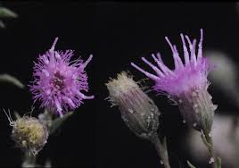 Image result for Nicolasia nitens