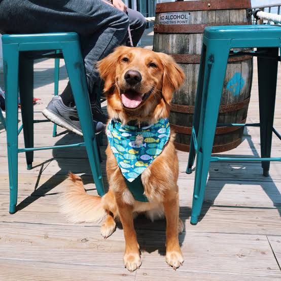 The Salty Dog Social