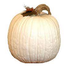 Perfect for spreading on fall treats. Giant White Pumpkin Seeds Lumina Ø§Ù„Ø³Ø¹Ø± 2 55
