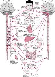 Das periphere nervensystem, kurz pns, ist der teil des nervensystems, der nicht zum gehirn und zum rückenmark, dem zentralen nervensystem , gehört. Ubersicht Uber Das Autonome Nervensystem Neurologische Krankheiten Msd Manual Profi Ausgabe