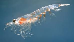 Krill - Wikipedia