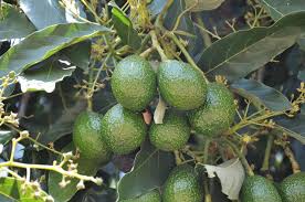 Image result for Persea americana