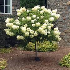 Limelight Hydrangea Tree Hydrangea Tree Landscaping Trees Front Yard Landscaping