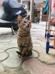 Image result for mookdfjlal