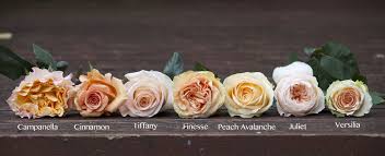 Desire, passion lavender or violet: The Peach Rose Study Flirty Fleurs The Florist Blog Inspiration For Floral Designers
