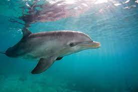 Lots of people love these joyful and kind animals and so do we. Bottlenose Dolphins May Control Their Heart Rates To Avoid The Bends New Scientist