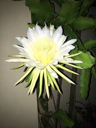 Why, you might even be leaving a giant, magnificent christmas. Night Flowering Cactus Malta Anyone Know This Cacti Name It S Big And The Flowers Are Enormous And Only Bloom At Night Any Help Would Be Super Appreciated Whatsthisplant