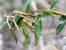 Image result for Galactia striata