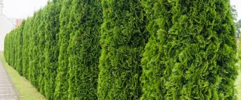 Tailler le côté de la haie. Tarif Taille De Haie Prix Par Metre Et Par Hauteur En 2021 Allojardin Com